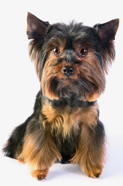 Yorkshire terrier — Stockfoto