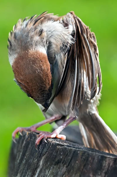 Kuş — Stok fotoğraf