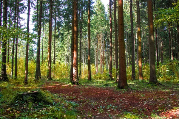 Foresta — Foto Stock