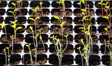 Yeryüzünde tek Filiz