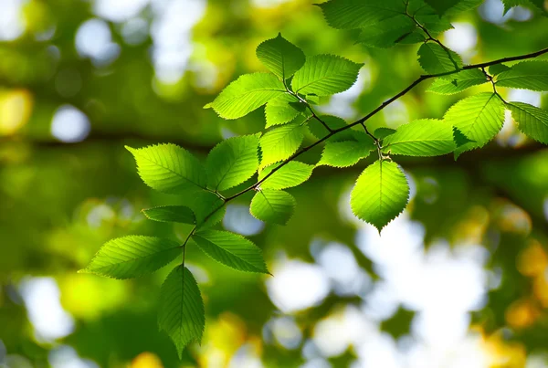 Fresh leaves — Stock Photo, Image