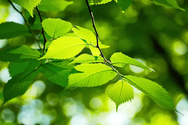 Fresh leaves — Stock Photo, Image