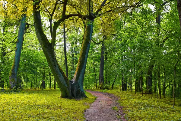 Floresta de faia — Fotografia de Stock