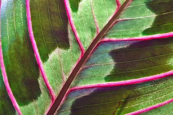 白い背景の上クズウコン観葉植物 — ストック写真