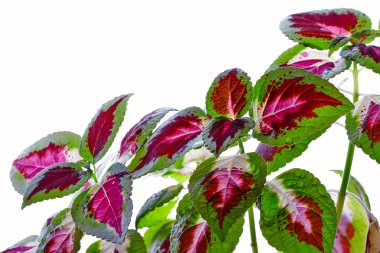 Skullcaplike Coleus