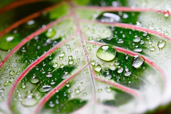 白い背景の上クズウコン観葉植物 — ストック写真