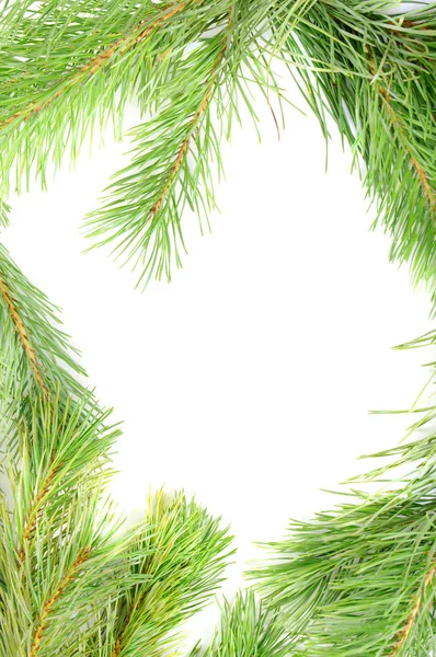 Frame from the pine branches — Stock Photo, Image