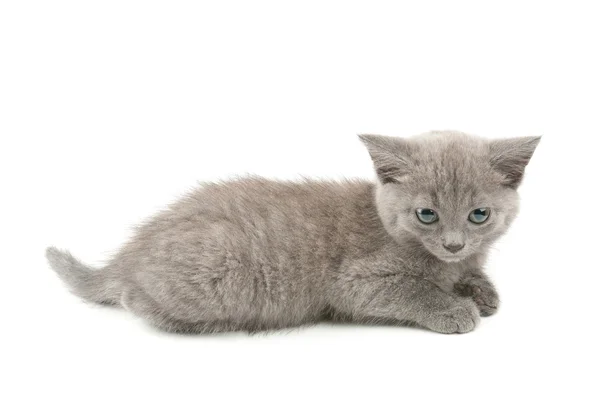 Grijze kitten — Stockfoto