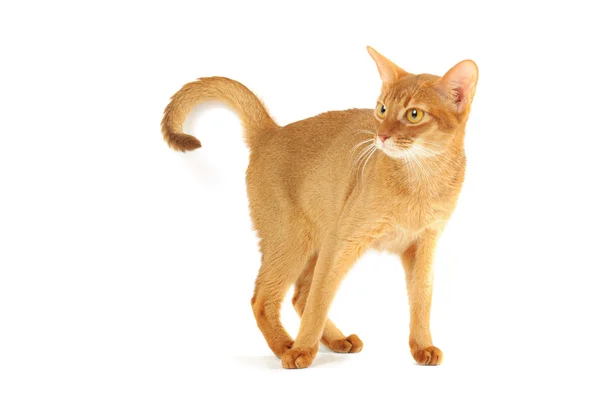 Abyssinian kat — Stockfoto