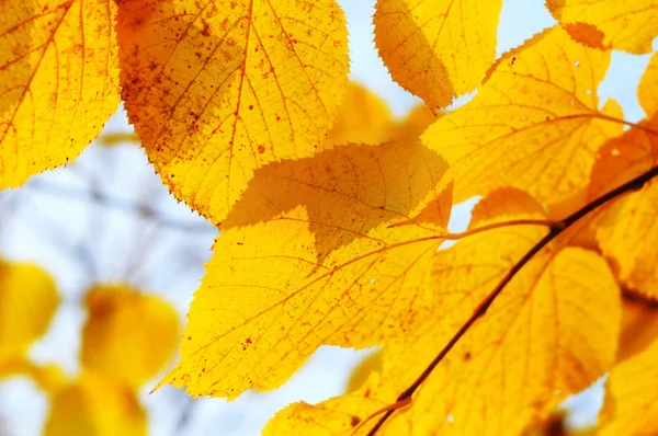 Rama de árbol de otoño — Foto de Stock