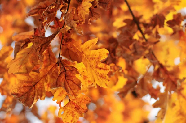 Autumn background — Stock Photo, Image