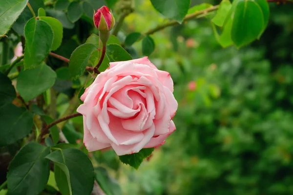 Pink rose — Stock Photo, Image