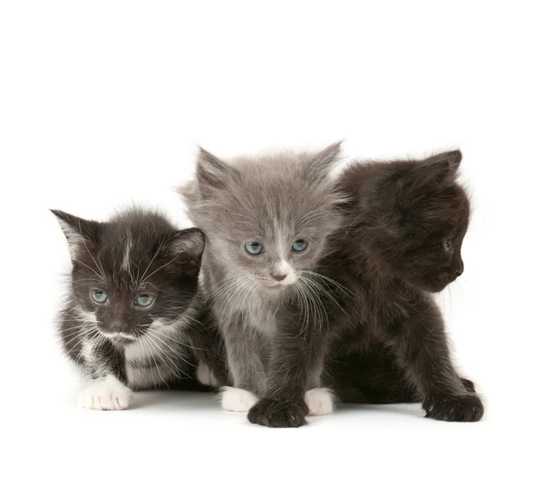 Tree fluffy kittens — Stock Photo, Image