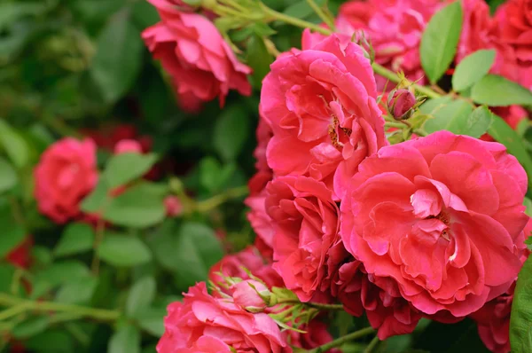 Pink roses — Stock Photo, Image