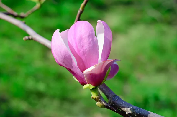 モクレンの花 — ストック写真