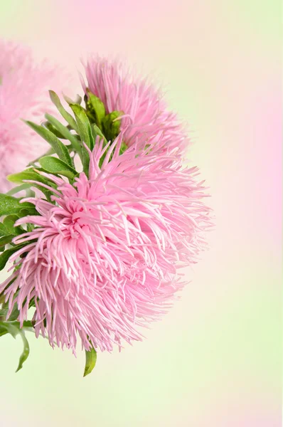 Květiny Aster — Stock fotografie