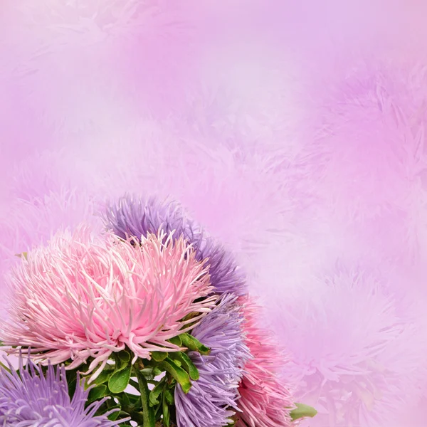 Květiny Aster — Stock fotografie