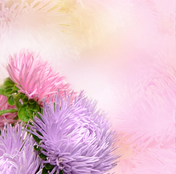 Aster blommor — Stockfoto