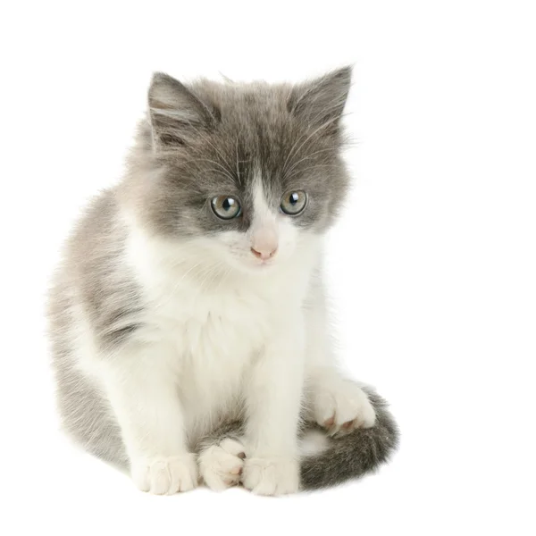 Gatinho cinzento e branco — Fotografia de Stock