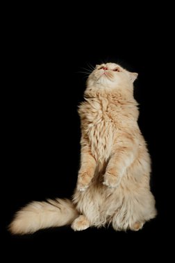 İskoç kedi ayakta