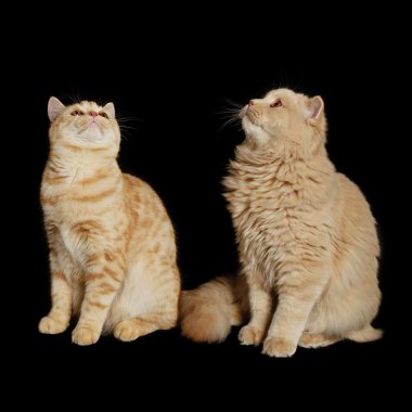 iki İskoç kedi