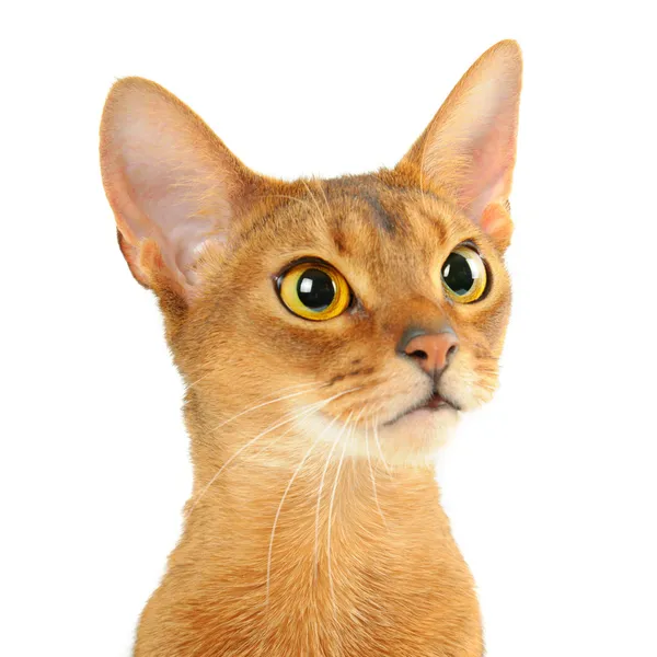 Abyssinian cat — Stock Photo, Image