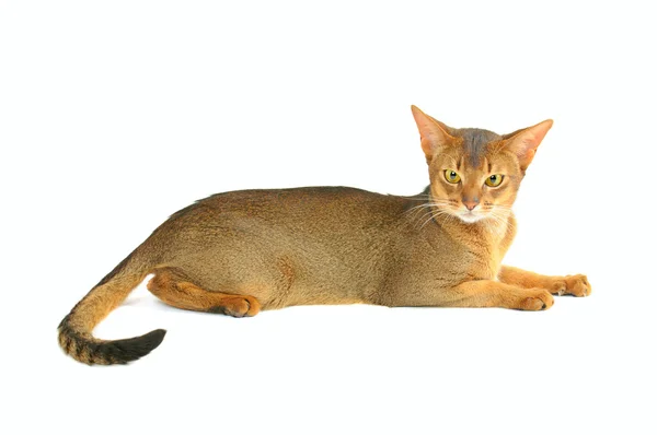 Abyssinian cat — Stock Photo, Image