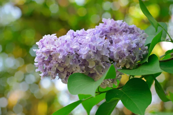 Branch of lilac flowers — Stock Photo, Image