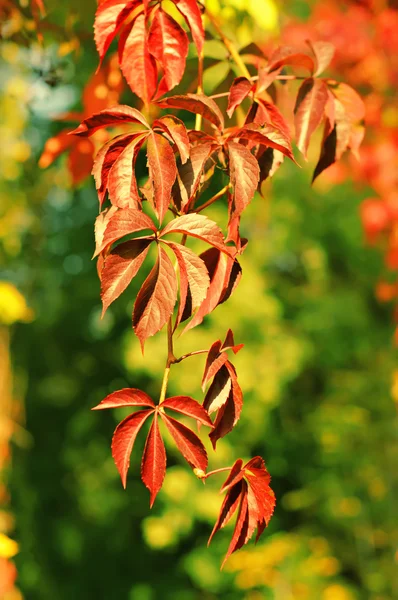 Hojas de uva silvestre — Foto de Stock