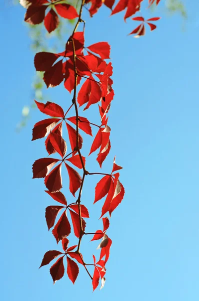 Dziki liście winogron — Zdjęcie stockowe