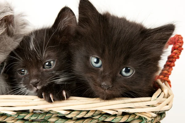 Twee triest kittens — Stockfoto