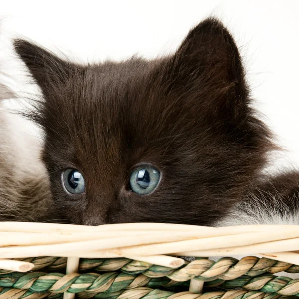 Black kitten — Stock Photo, Image