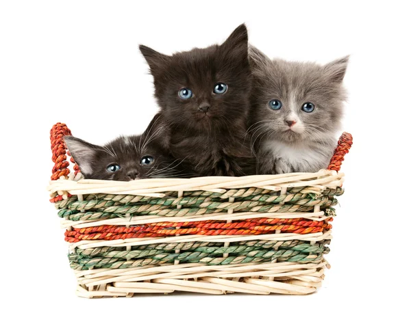 Tree fluffy kittens — Stock Photo, Image