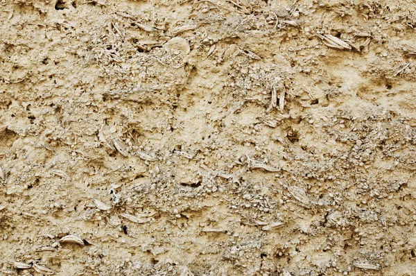 Coquina texture — Foto Stock