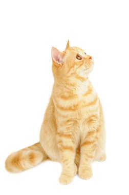 İskoç purebred kedi