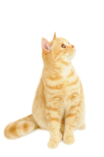Skotský čistokrevná kočka — Stockfoto