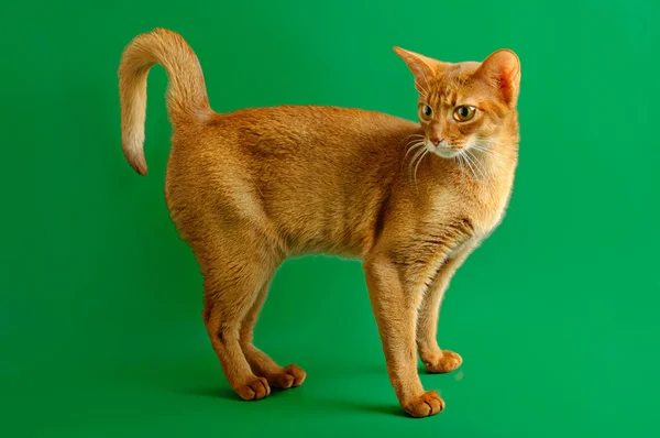 Gato abissínio — Fotografia de Stock
