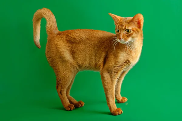 Gatto abissino — Foto Stock