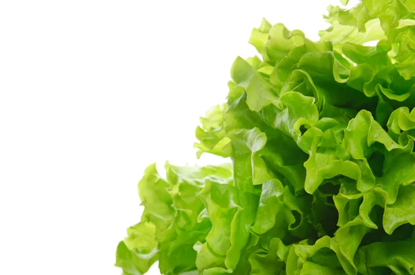 Salad hijau — Stok Foto