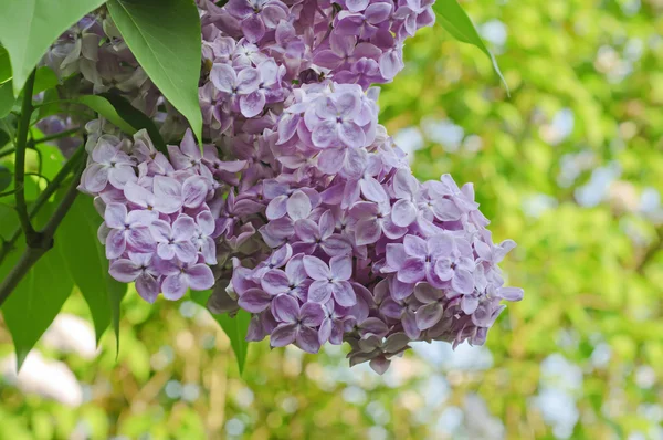 Cabang bunga lilac — Stok Foto