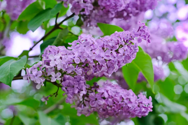 Branch of lilac flowers — Stock Photo, Image