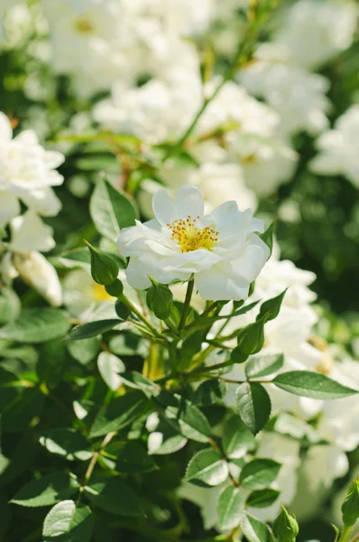 Rosa blanca —  Fotos de Stock