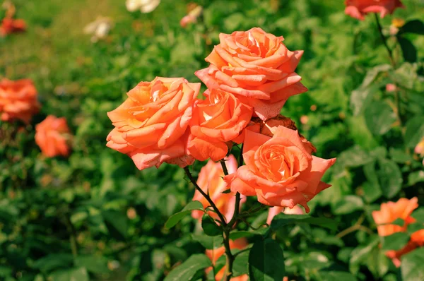橙色玫瑰 — 图库照片