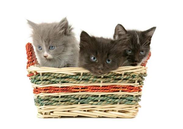 Three fluffy kittens — Stock Photo, Image