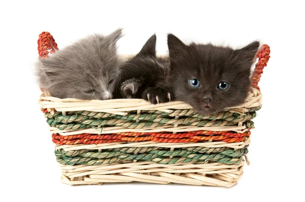 Three fluffy kittens — Stock Photo, Image