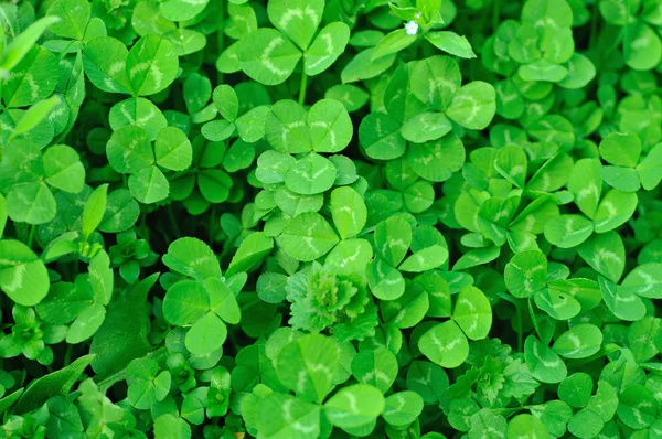 Plantas de trébol — Foto de Stock