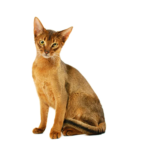 Abyssinian cat — Stock Photo, Image