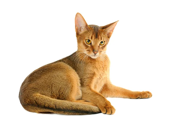 Abyssinian cat — Stock Photo, Image