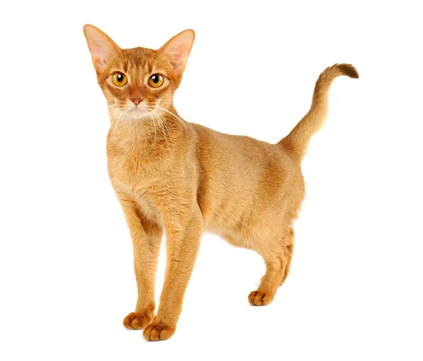 Abyssinian cat — Stock Photo, Image