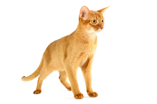 Abyssinian kat — Stockfoto